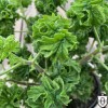 Pelargonium 'Bontrosai' - Pelargoon 'Bontrosai' P9/0,55L